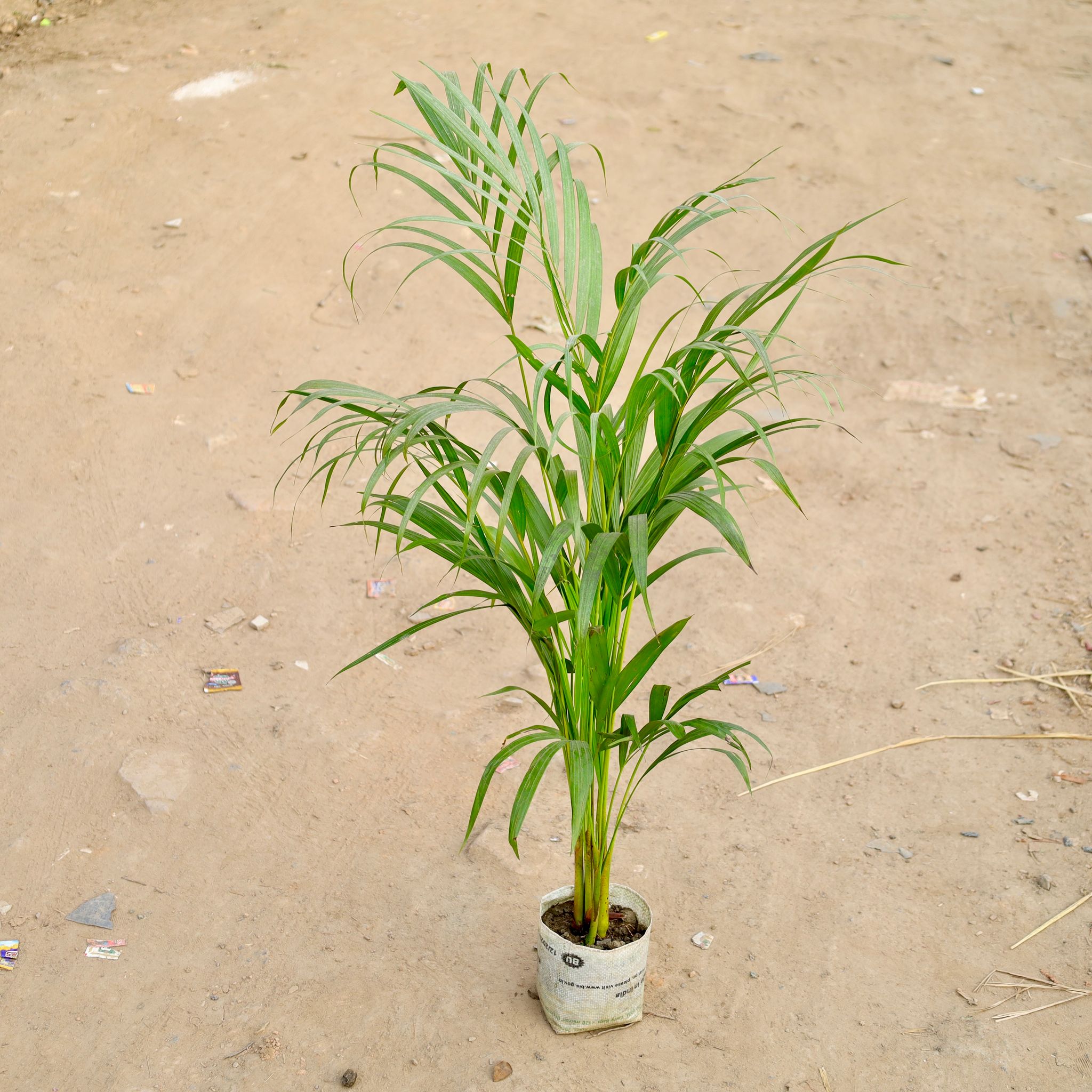 Areca Palm (~ 2 Ft) in 6 Inch Nursery bag