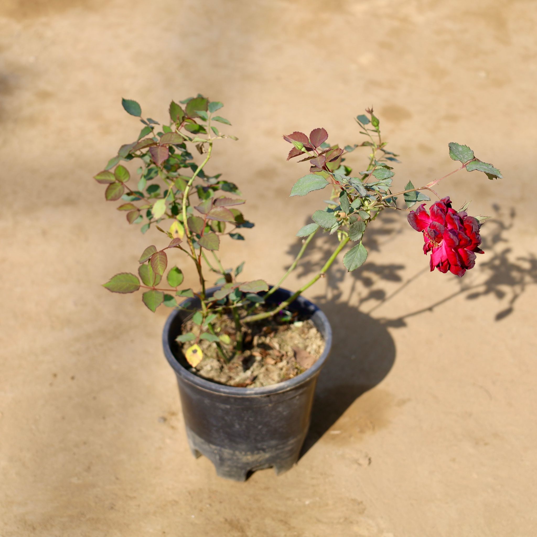 Kashmiri Rose (Any Colour) in 8 Inch Nursery Pot