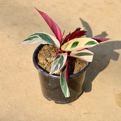 Buy Calathea Tricolour in 6 Inch Nursery Pot | Urvann.com