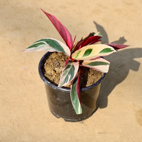 Calathea Tricolour in 6 Inch Nursery Pot
