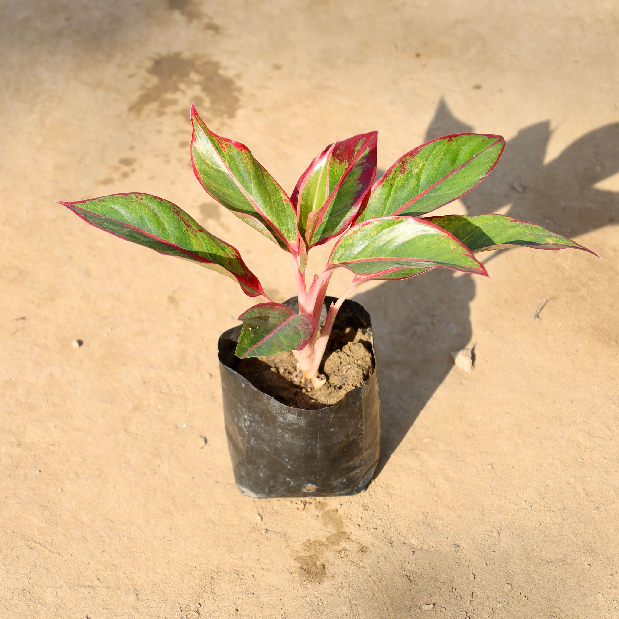 Aglaonema Lipstick in 4 Inch Nursery bag