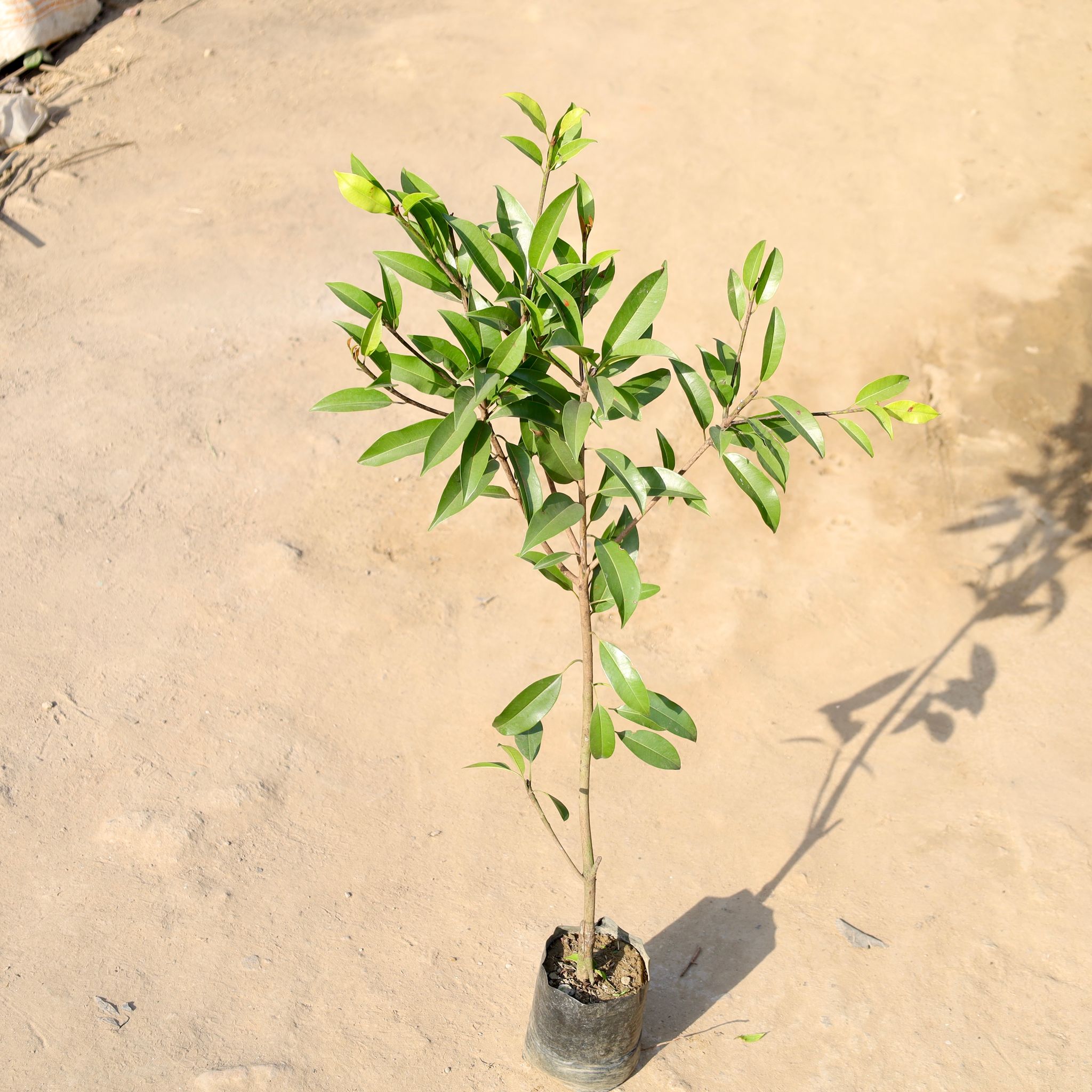 Grafted chiku in 5 Inch Nursery bag