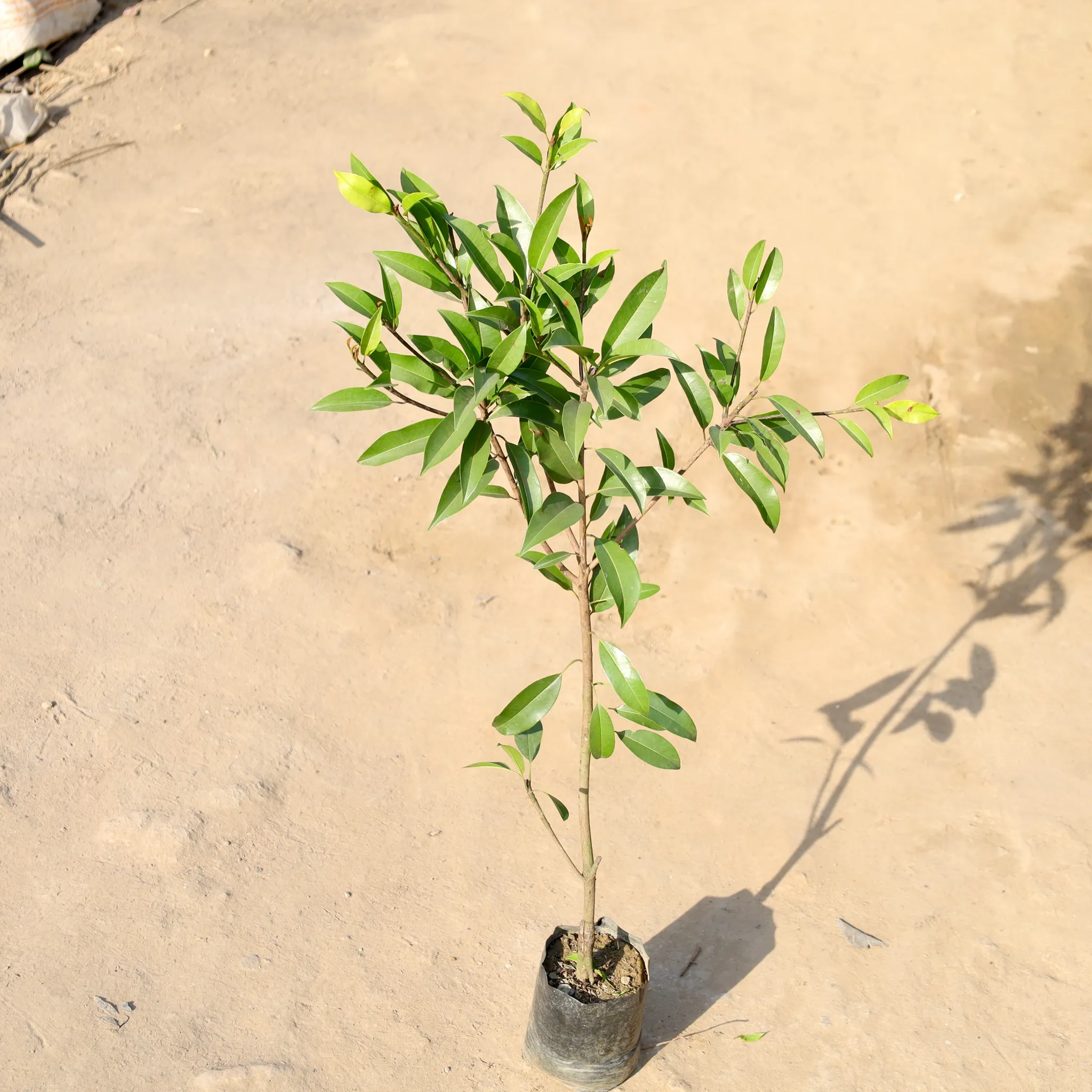 Grafted chiku in 5 Inch Nursery bag