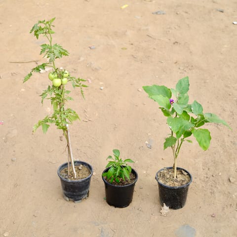 Set of 3 - Brinjal / Baigan, Tomato plant & Green Chilli in 6 Inch Nursery Pot