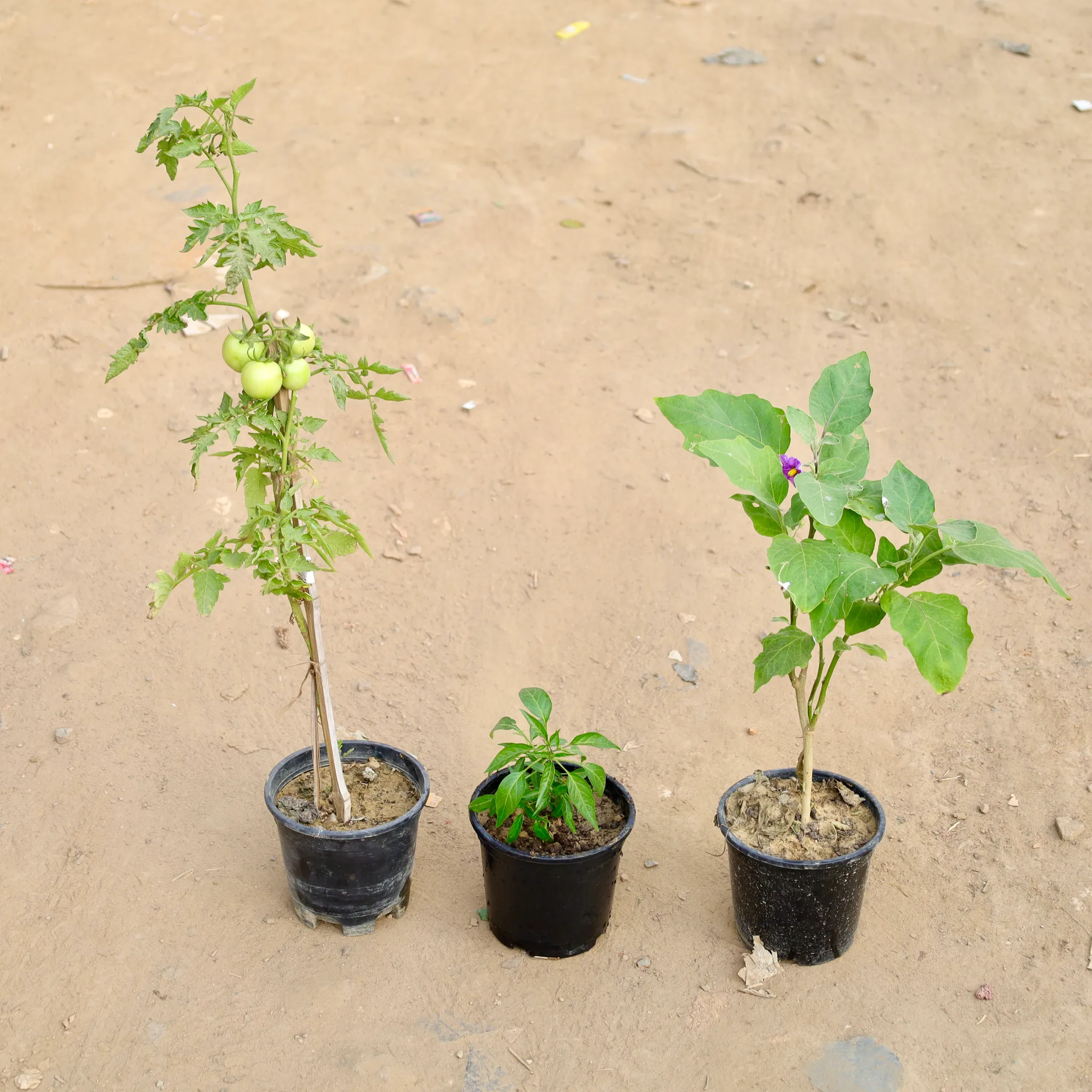 Set of 3 - Brinjal / Baigan, Tomato plant & Green Chilli in 6 Inch Nursery Pot