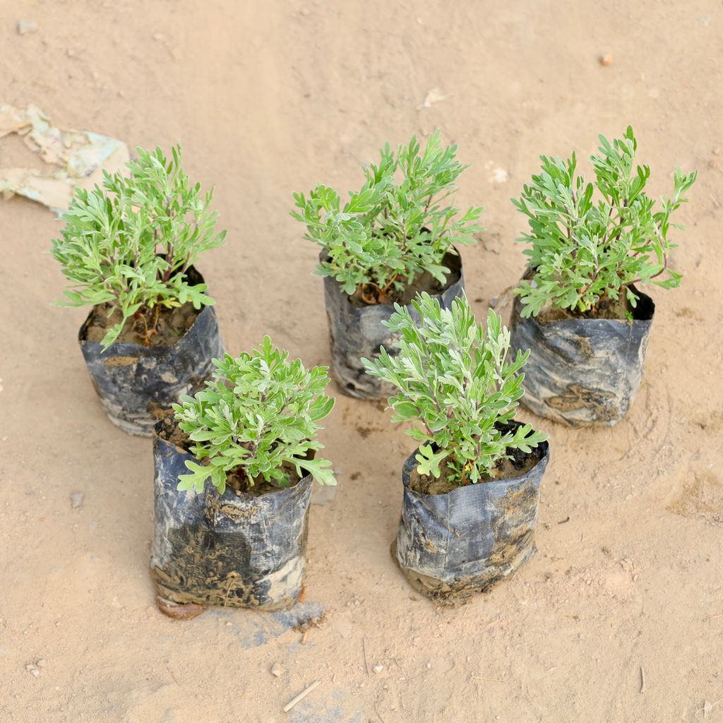 Set of 5 - Lavender in 4 Inch Nursery bag