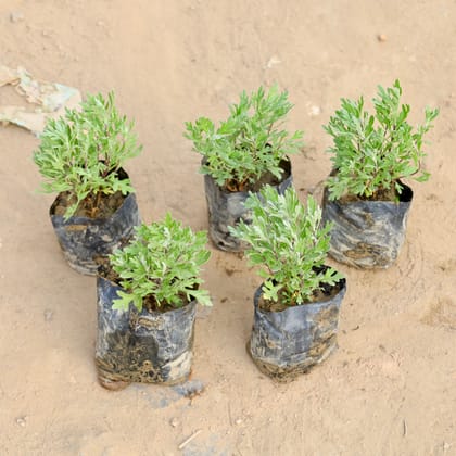 Buy Set of 5 - Lavender in 4 Inch Nursery bag | Urvann.com