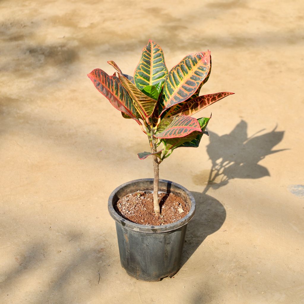Buy Croton Petra in 8 Inch Nursery Pot | Urvann.com Croton Petra in 8 Inch Nursery Pot