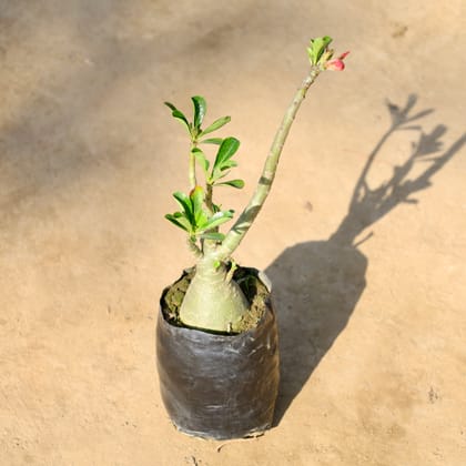 Buy Adenium Bonsai (Any Colour) in 5 Inch Nursery bag | Urvann.com