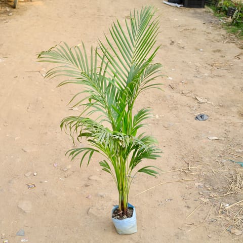 Areca Palm (~3-4 Ft) in 6 Inch Nursery bag
