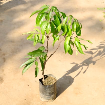 Buy Litchi / Lychee Plant in 6 Inch Nursery bag | Urvann.com
