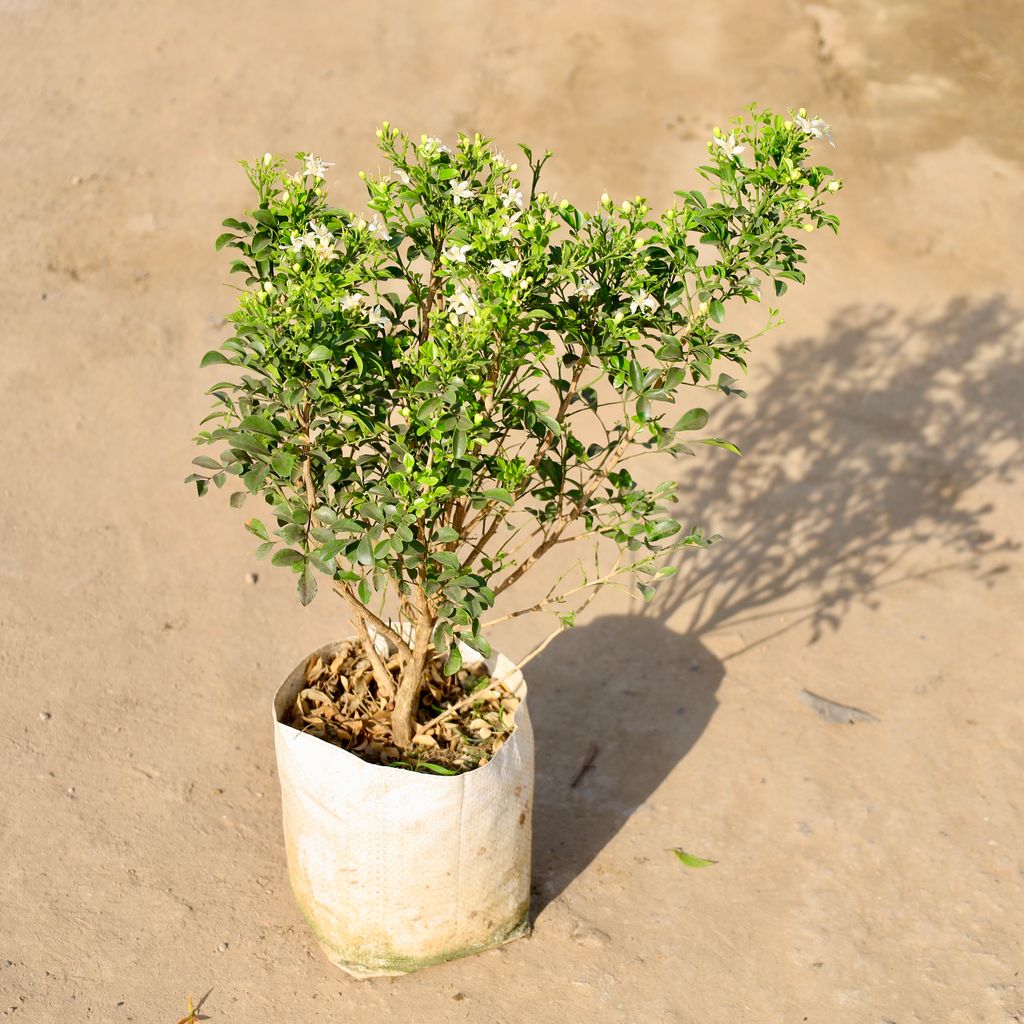 Buy Madhu Kamini / Murraya in 8 Inch Nursery bag | Urvann.com Madhu Kamini All Time flower in 8 Inch Nursery bag