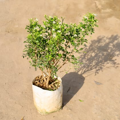 Buy Madhu Kamini / Murraya in 8 Inch Nursery bag | Urvann.com