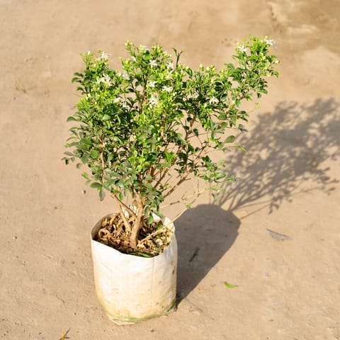 Madhu Kamini All Time flower in 8 Inch Nursery bag