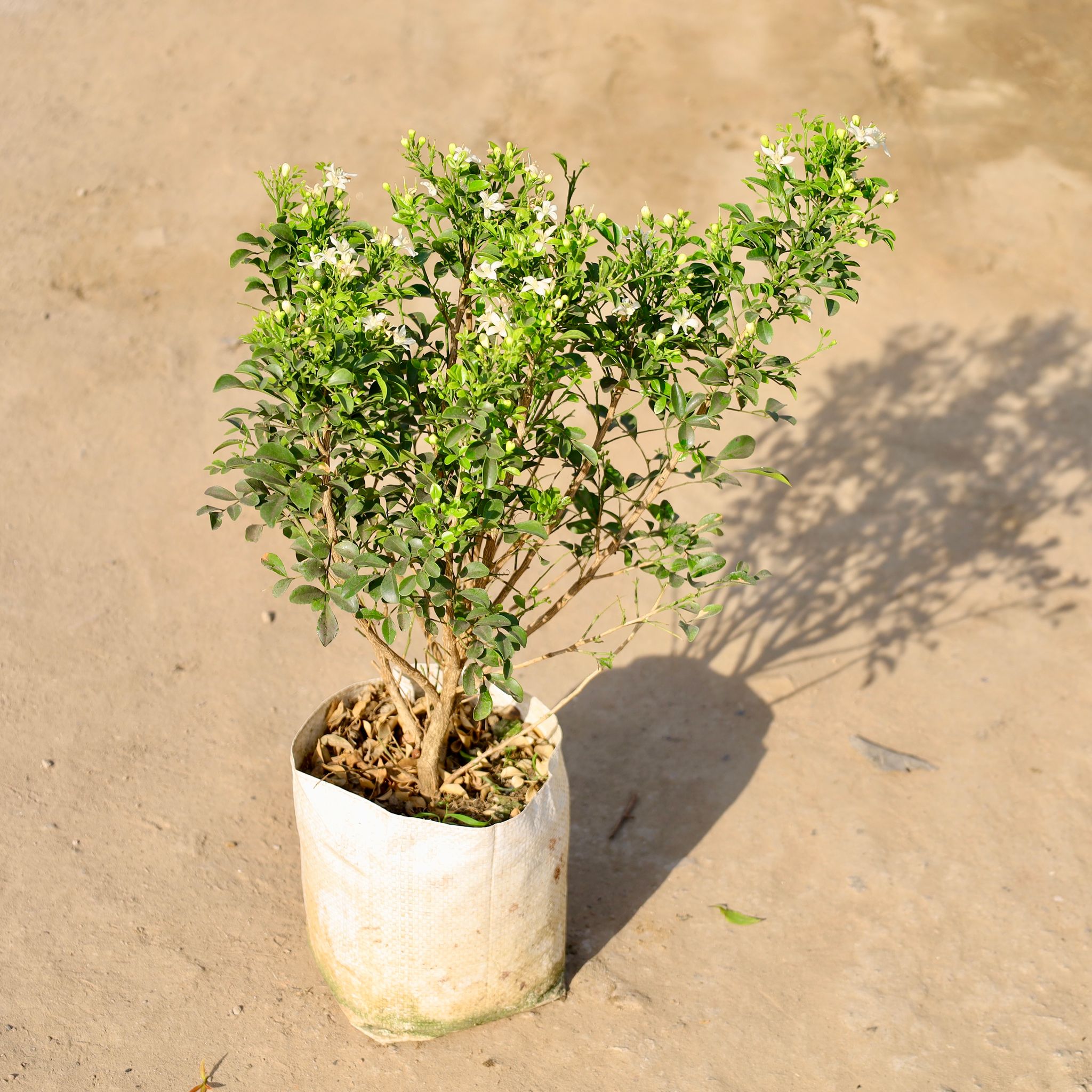 Madhu Kamini All Time flower in 8 Inch Nursery bag