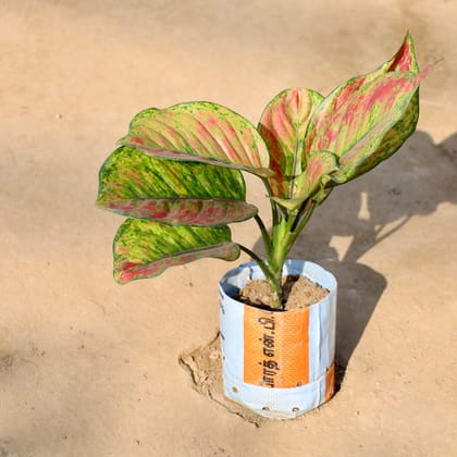 Buy Aglaonema Night Sparkle in 5 Inch Nursery bag | Urvann.com