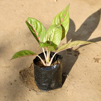 Buy Aglaonema Night Sparkle in 4 Inch Nursery bag | Urvann.com