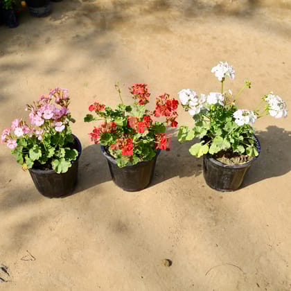 Buy Set of 3 - Geranium (Any Colour) in 8 Inch Nursery Pot | Urvann.com