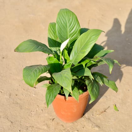 Buy Peace Lily in 5 Inch Nursery Pot | Urvann.com