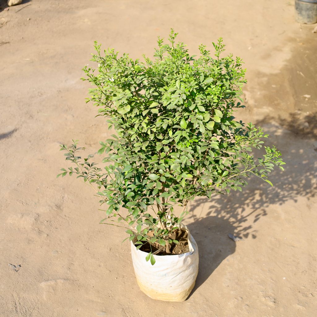Buy Madhu Kamini / Murraya (2-3 Ft) in 10 Inch Nursery bag | Urvann.com Madhu Kamini / Murraya (2-3 Ft) (any colour) in 10 Inch Nursery bag