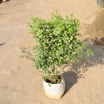 Buy Madhu Kamini / Murraya (2-3 Ft) in 10 Inch Nursery bag | Urvann.com