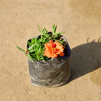 Buy Portulaca Moss Rose (Any colour) in 4 Inch Nursery bag | Urvann.com