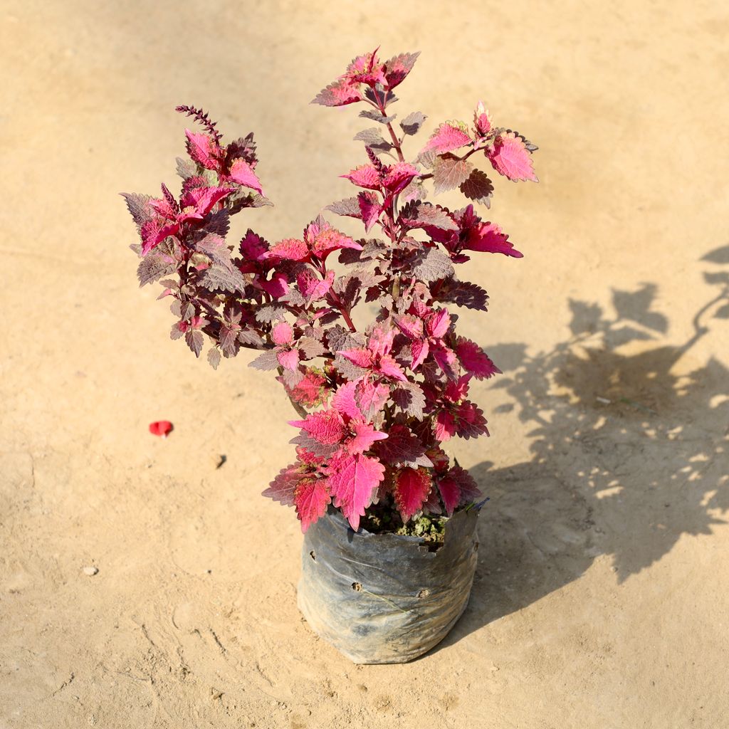 Buy Coleus Red/pink in 4 Inch Nursery bag | Urvann.com Coleus Red/pink (any design) in 4 Inch Nursery bag