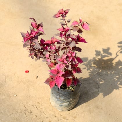Buy Coleus Red/pink in 4 Inch Nursery bag | Urvann.com