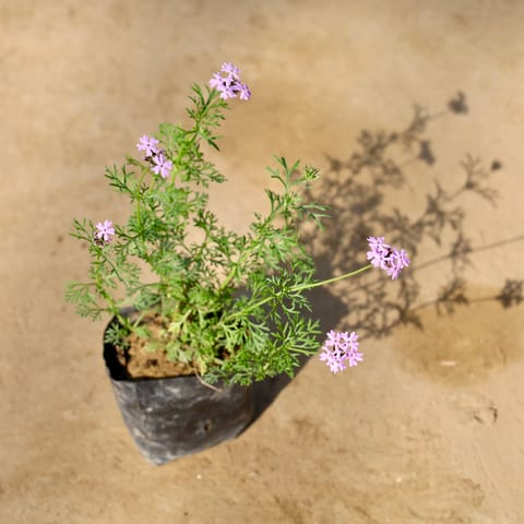 Verbena (Any Colour) in 4 Inch Nursery bag