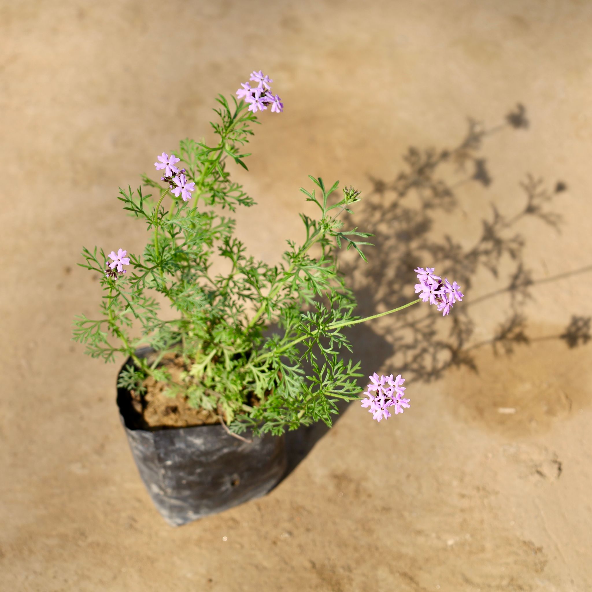 Verbena (Any Colour) in 4 Inch Nursery bag