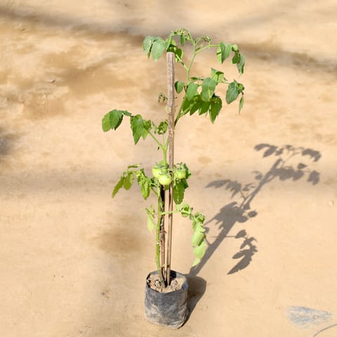 Tomato plant in 4 Inch Nursery bag