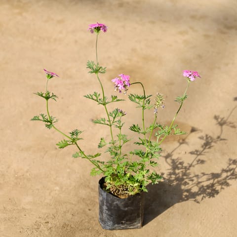 Verbena (Any Colour) in 4 Inch Nursery bag