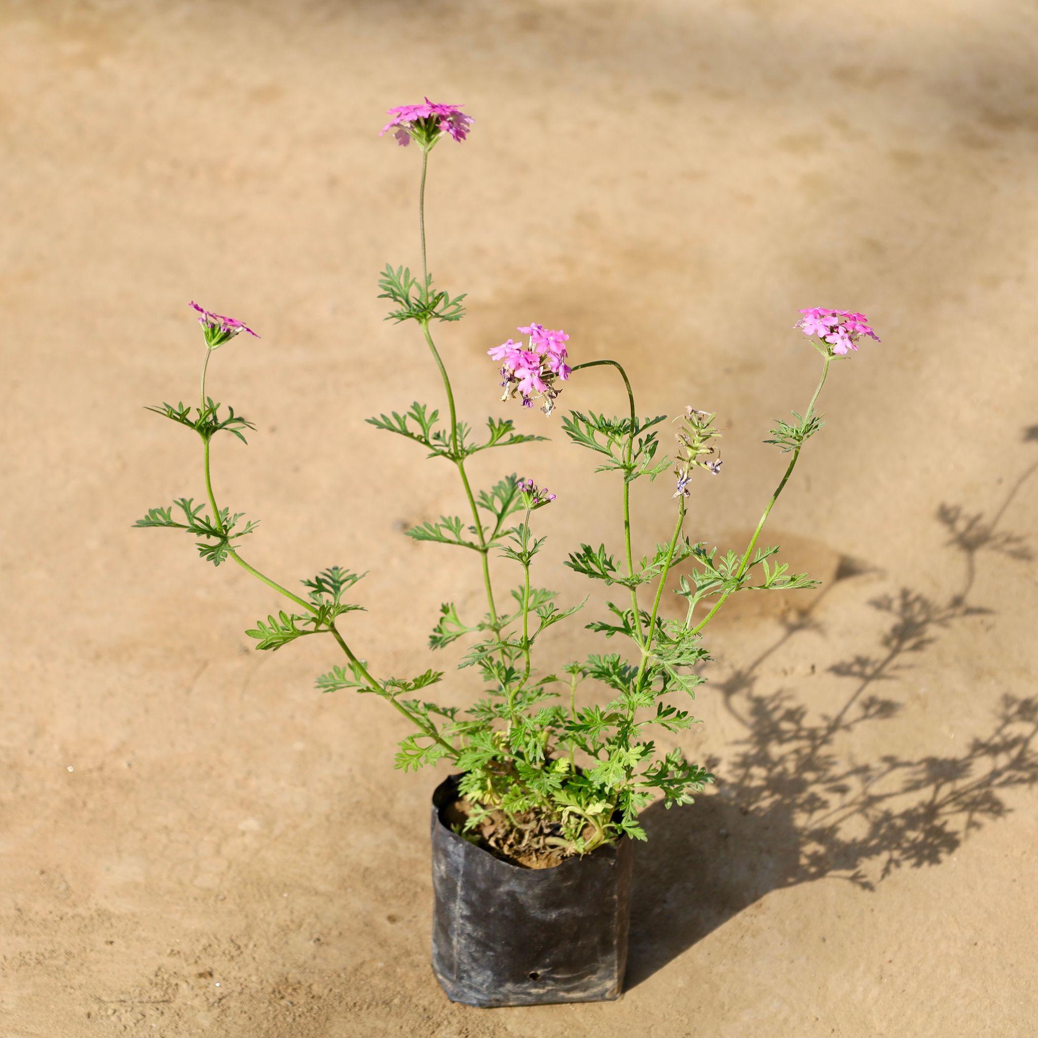 Verbena (Any Colour) in 4 Inch Nursery bag