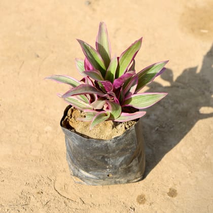 Buy Rhoeo / Durangi in 4 Inch Nursery bag | Urvann.com