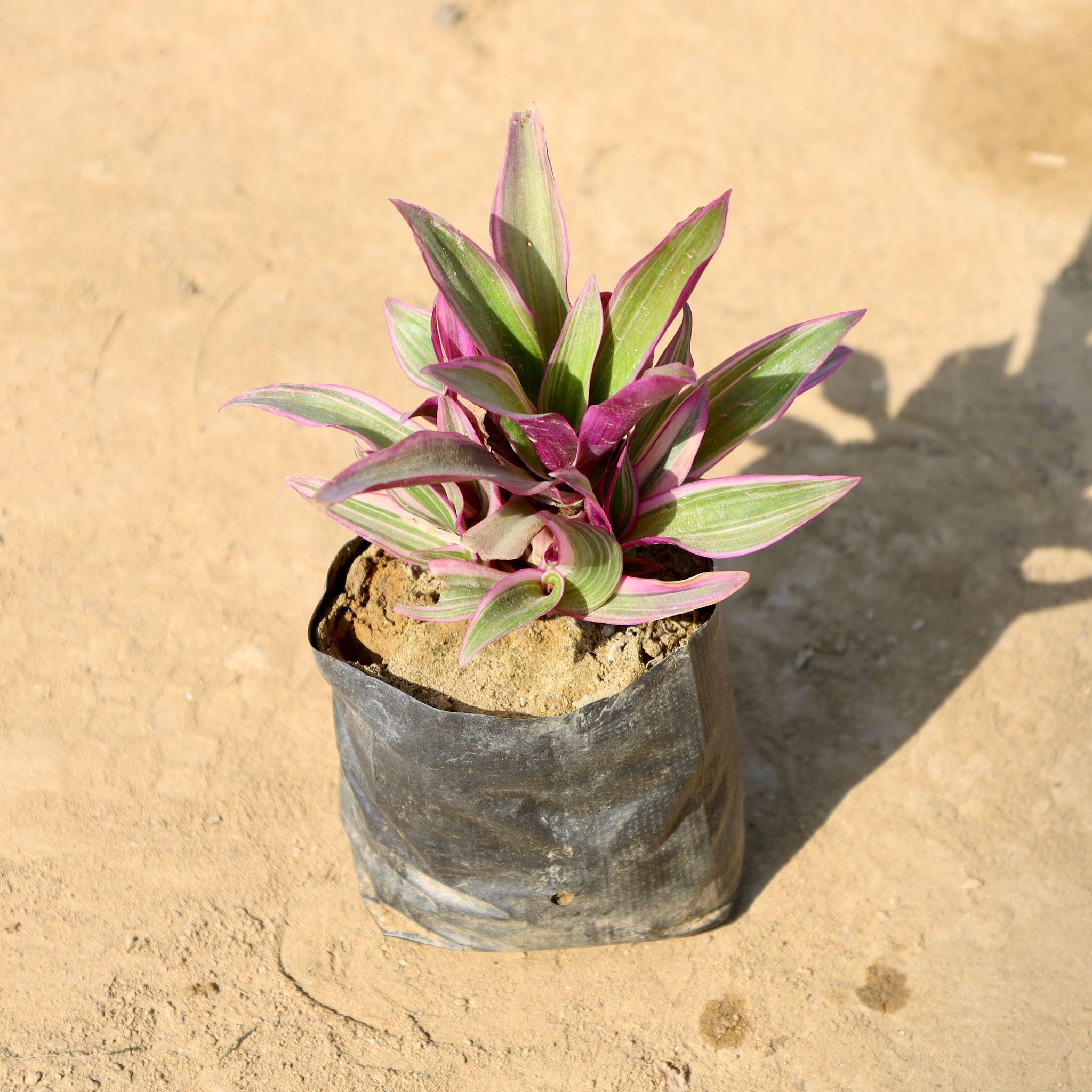 Rhoeo / Durangi in 4 Inch Nursery bag