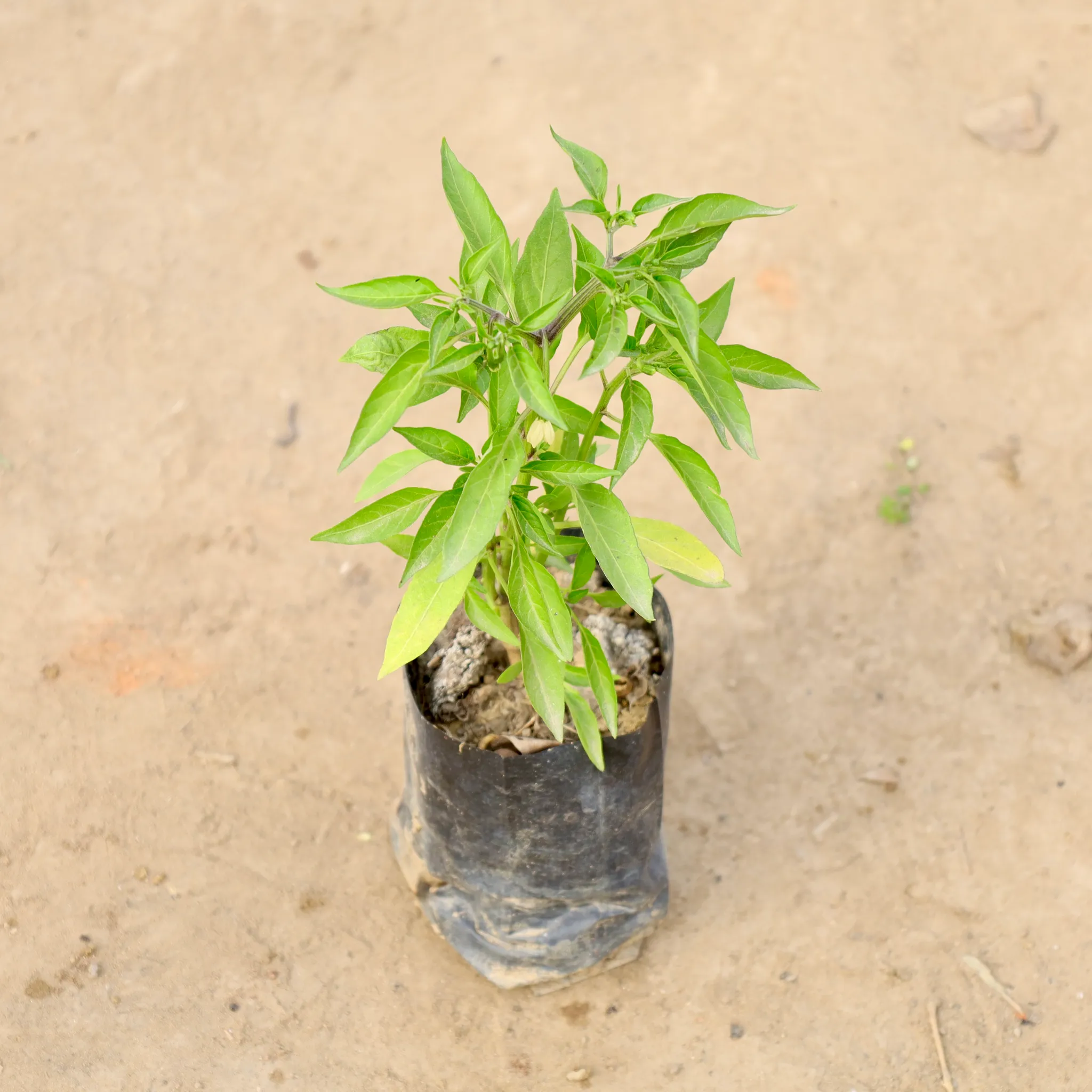 Green Chilli in 4 Inch Nursery bag