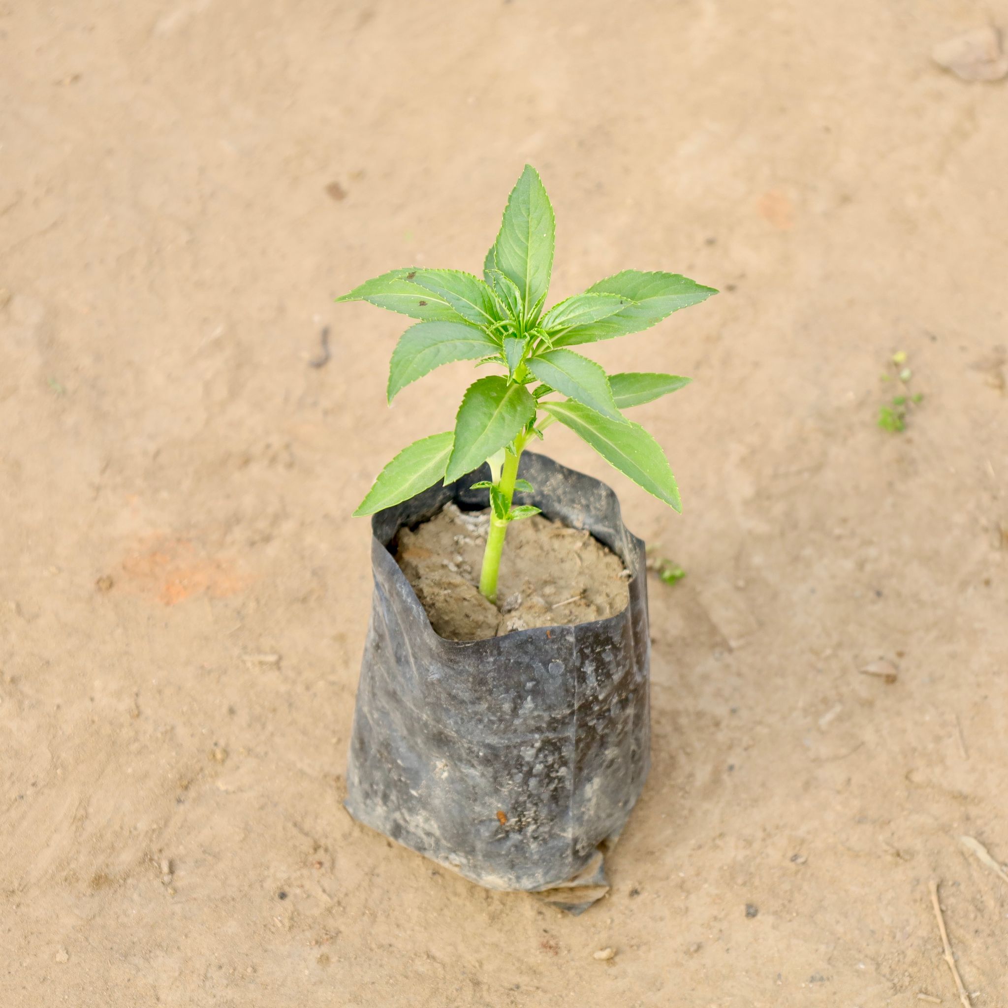 Balsam (any colour) in 4 Inch Nursery bag