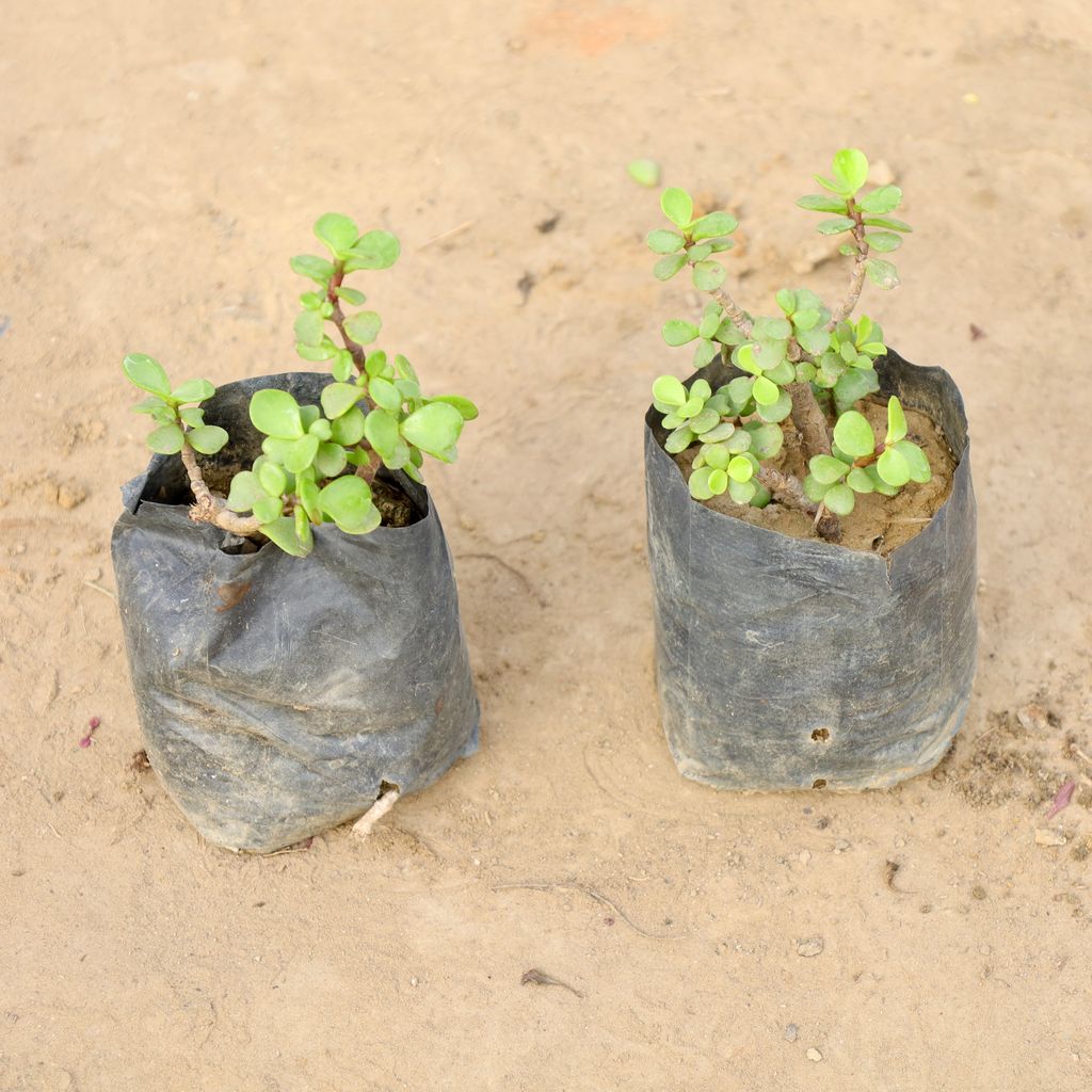 Buy Set of 2 - Jade Plant in 4 Inch Nursery bag | Urvann.com Set of 2 - Jade Plant in 4 Inch Nursery bag