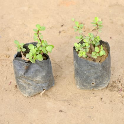 Buy Set of 2 - Jade Plant in 4 Inch Nursery bag | Urvann.com