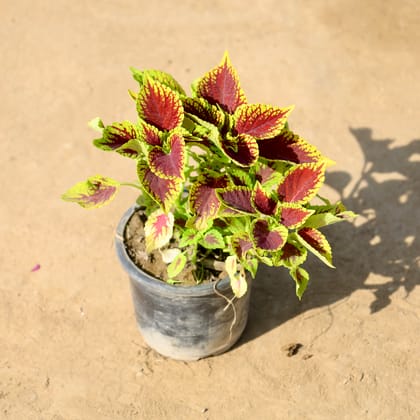 Buy Coleus (Any Colour) in 4 Inch Nursery Pot | Urvann.com