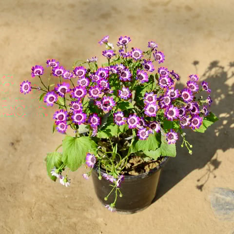 Cineraria Dwarf (Any Colour) in 6 Inch Nursery Pot