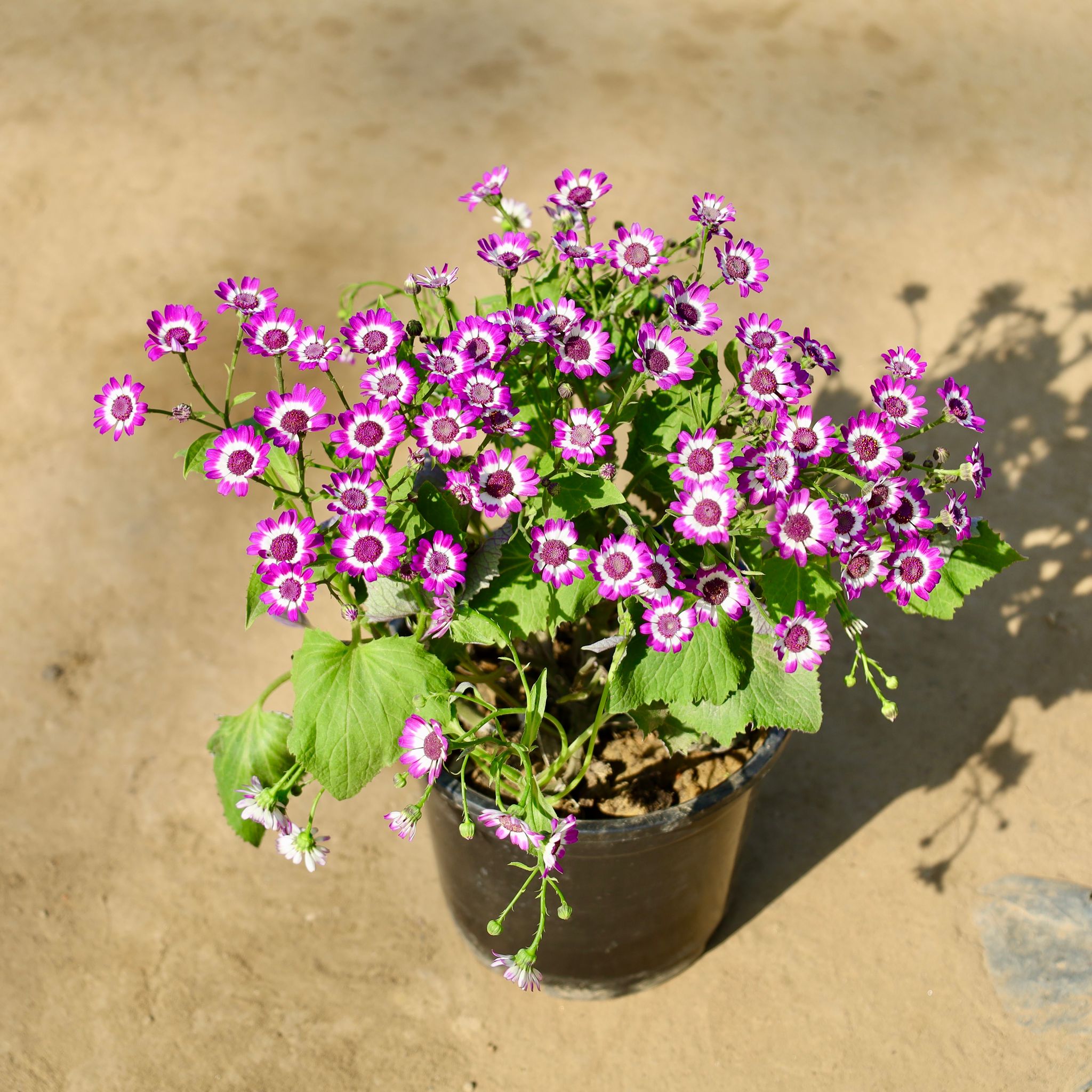 Cineraria Dwarf (Any Colour) in 6 Inch Nursery Pot
