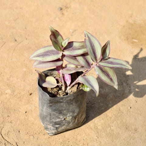 Wandering Jew in 4 Inch Nursery bag