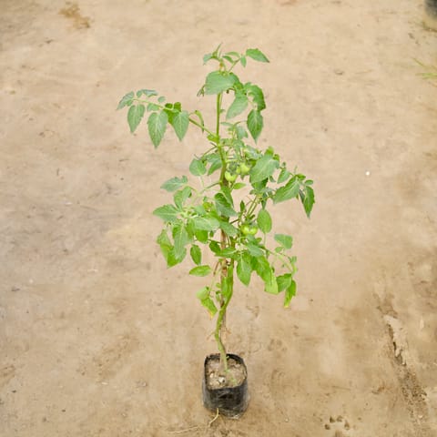 Tomato plant in 4 Inch Nursery bag