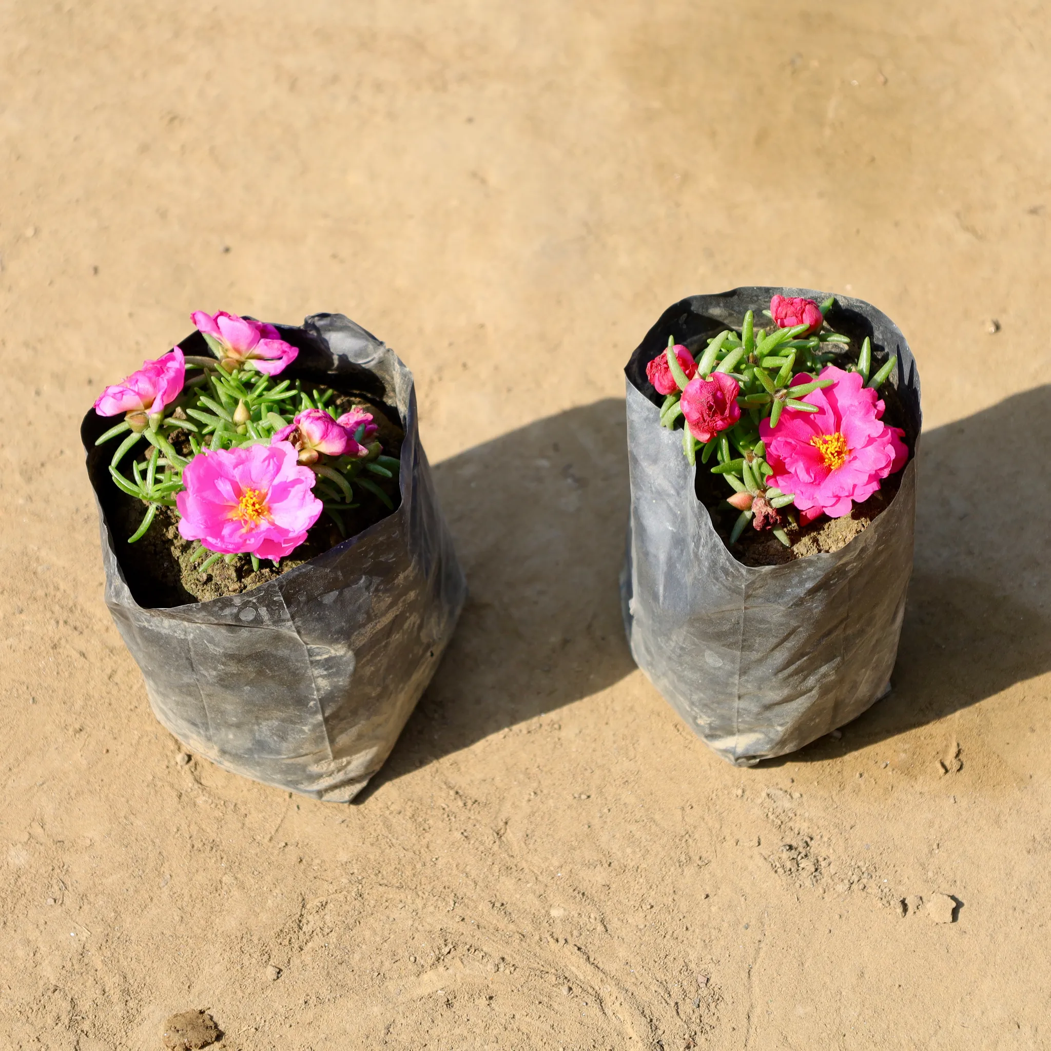 Set of 2 - Portulaca Moss Rose (Any colour) in 4 Inch Nursery bag
