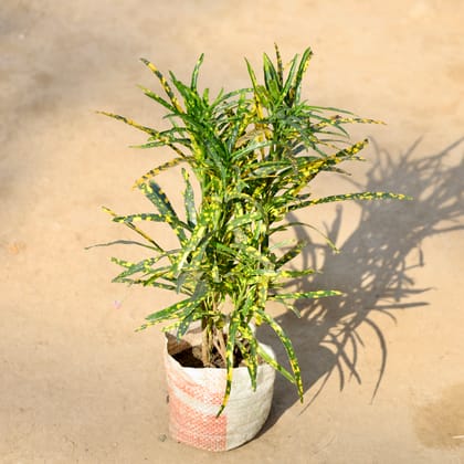 Buy Chironji Croton in 4 Inch Nursery bag | Urvann.com