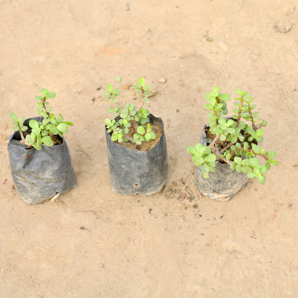 Buy Set of 3 - Jade Plant in 4 Inch Nursery bag | Urvann.com Set of 3 - Jade Plant in 4 Inch Nursery bag