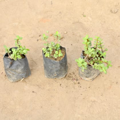 Buy Set of 3 - Jade Plant in 4 Inch Nursery bag | Urvann.com