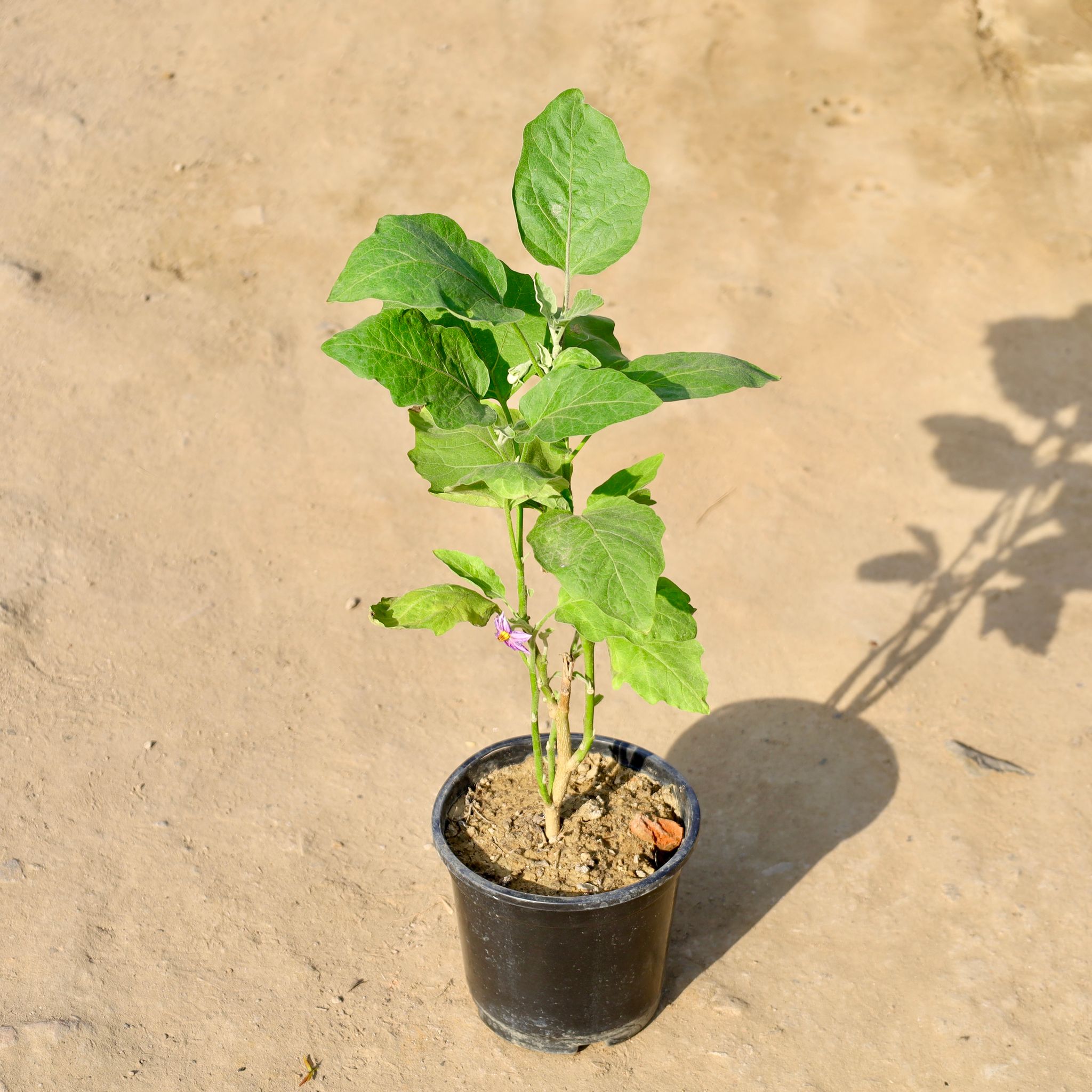 Brinjal / Baigan in 6 Inch Nursery Pot
