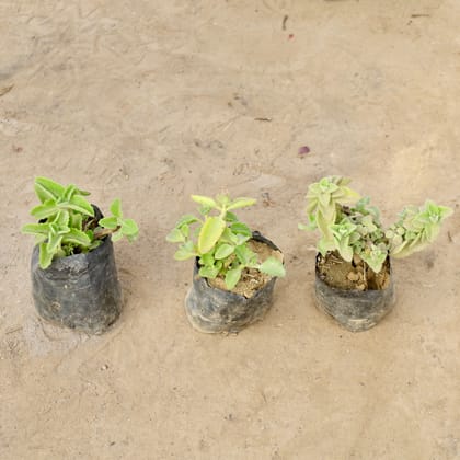 Buy Set of 3 - Ajwain Plant in 4 Inch Nursery bag | Urvann.com